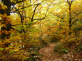 Châtaigniers en automne