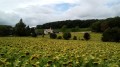 À Pas de Loup dans le vignoble loudunais