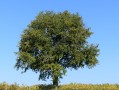 Arbre