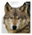 J-Loup