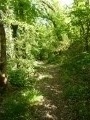 Chemin dans les bois