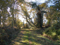 Chemin à Belz Chemin à Belz