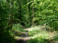 Chemin à l'ombre des arbres