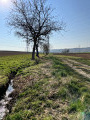 Chemin agricole à Fessenheim-le-Bas