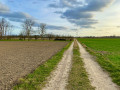 Chemin agricole au milieu des champs de Marckolsheim