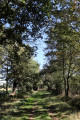 Chemin arboré près de Bouesse