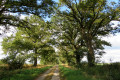 Chemin arboré près de Velles