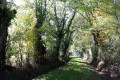 Chemin arboré près des Sadets du haut