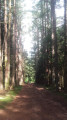 chemin arboré