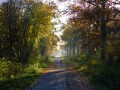 Chemin au coeur de la forêt Chemin au coeur de la forêt