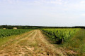 Chemin au milieu des champs et vignes au dessus de Beauregard