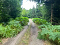 Chemin aux fougères