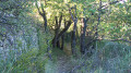 Chemin  avant la Chapelle