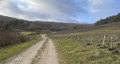 Chemin blanc au milieu des vignes