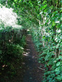 Chemin bocager