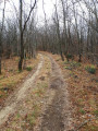Chemin dans le bois Chemin dans le bois