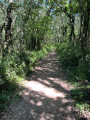 chemin bois&eacute;