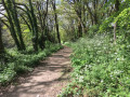 Chemin bordé d'anthrisques