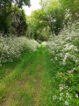 Chemin bordé de cerfeuil des bois