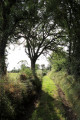 Chemin bordé de haies typique du Boischaut-Sud
