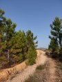 Chemin caillouteux ...