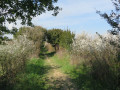 Chemin campagnard