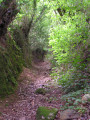 Chemin creux