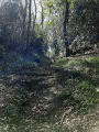 Chemin creux