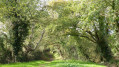 Chemin creux