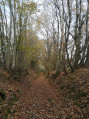 Chemin creux