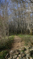 Chemin creux