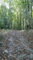 Chemin creux