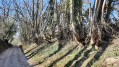 Chemin creux Chemin creux