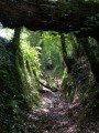 Chemin creux