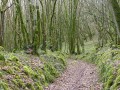 Chemin creux