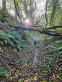 Chemin creux