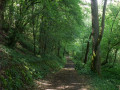 Chemin creux Chemin creux