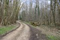 Chemin dans le bois