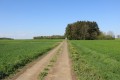 Chemin d'exploitation en direction du Bois de Magaud