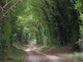 Chemin d'exploitation en légère descente vers le Fief Louis