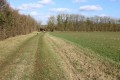 Chemin enherbé