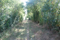 Chemin enherbé
