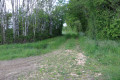 Chemin enherbé