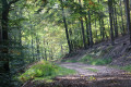 Chemin d'exploitation forestière à flanc de montagne
