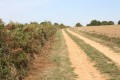 Chemin d'exploitation