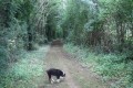 Chemin d'exploitation