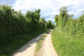 Chemin