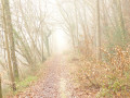 Chemin dans la brume