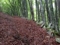 Chemin dans la forêt avant le Pic Arrouy