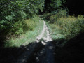 Path through the Selva forest.